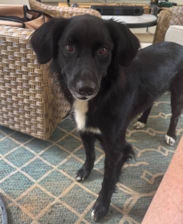 Lost Dog in Alpharetta