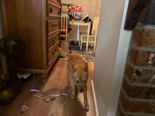 Found dog