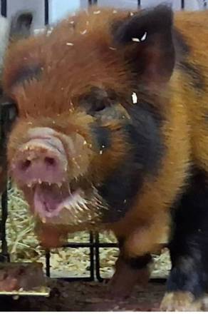 Lost Pet in Tulsa