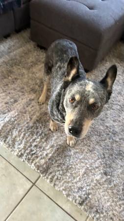 Found Dog in Tucson