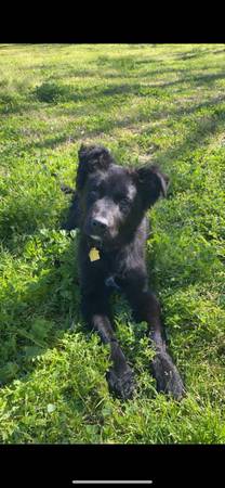 Lost Dog in Atwater