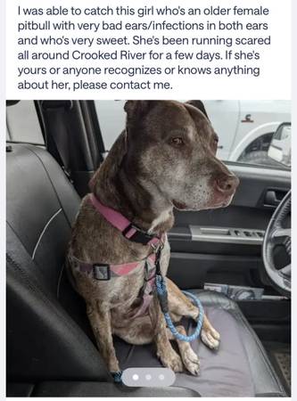Found dog