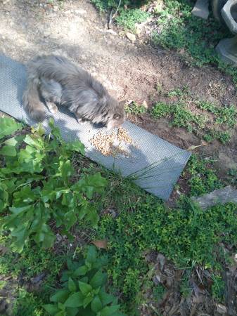 Found Cat in Bono