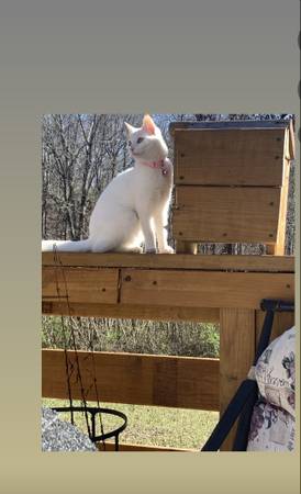 Lost Cat in Soddy-Daisy