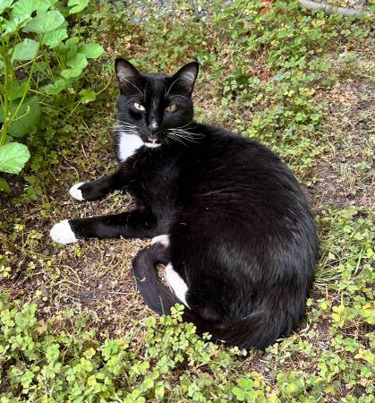 Lost Cat in Kirkland