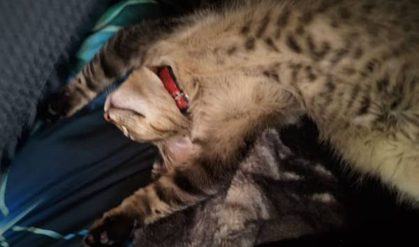 Lost cat
