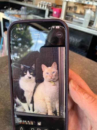 Lost Cat in North Bonneville