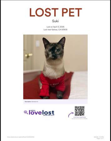 Lost Cat in Salinas