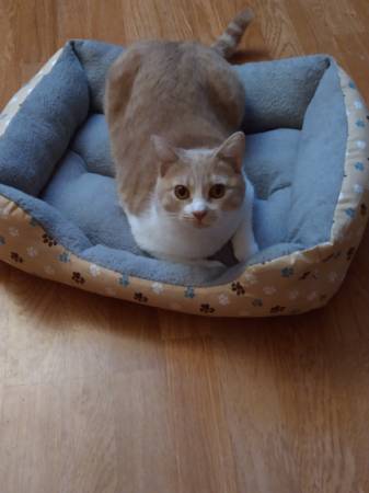 Lost cat