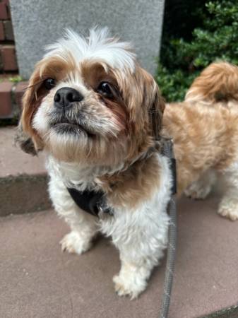 Lost Dog in Woodinville
