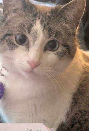 Lost cat