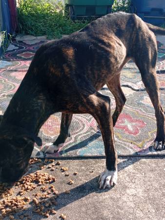 Found dog