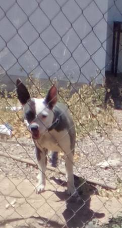 Lost dog