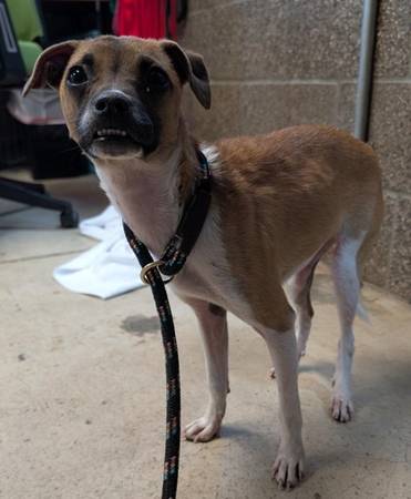 Found dog