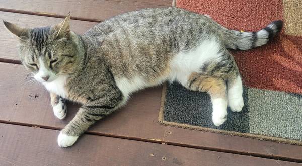Found cat