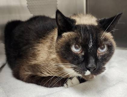 Found cat