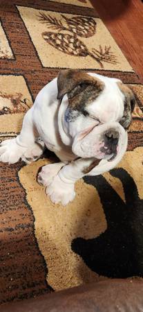 Lost dog