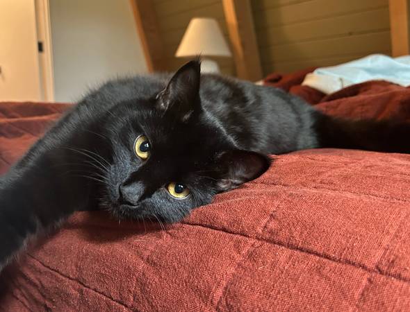Lost Cat in Walterville