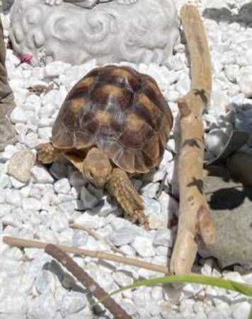 Lost Tortoise in Portland