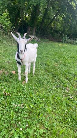 Lost goat