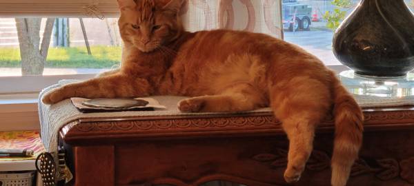 Lost cat
