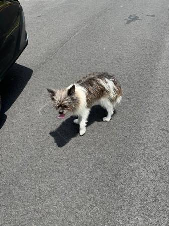 Found dog