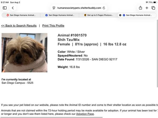 Found dog