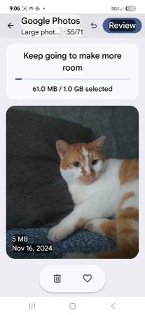 Lost Cat in Clarkdale