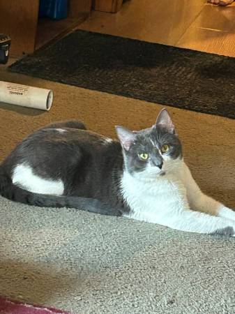 Lost cat