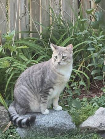 Lost cat