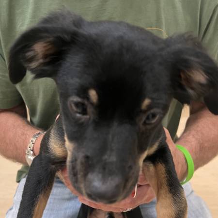 Found dog