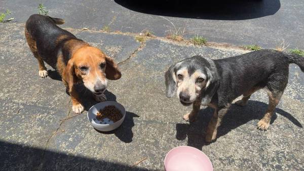 Found dog