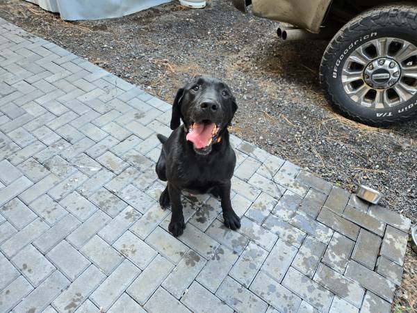 Found dog