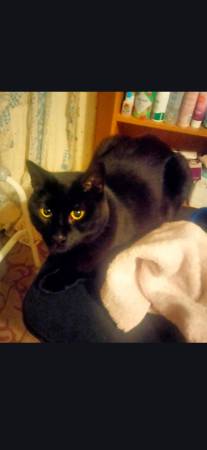 Lost cat
