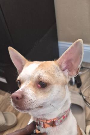 Lost dog