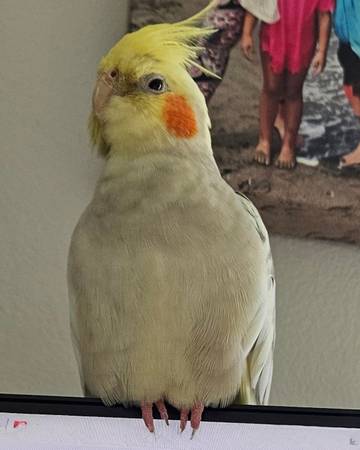 Lost bird