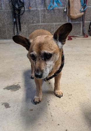 Found dog