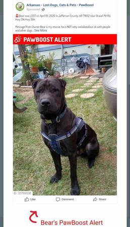 Lost dog