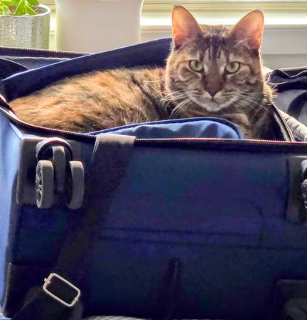 Lost cat