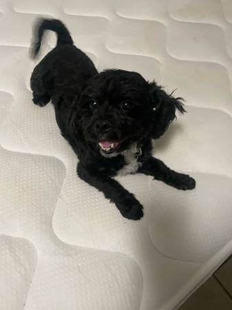 Lost dog
