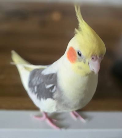 Lost bird
