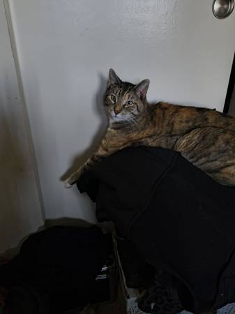 Lost Cat in Hazen
