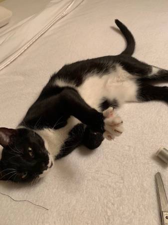 Lost cat