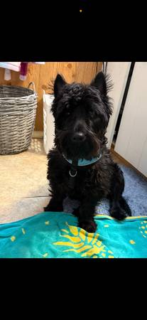 Lost Dog in Lenoir