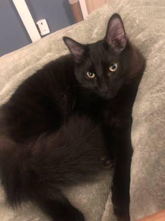 Lost Cat in Santa Rosa