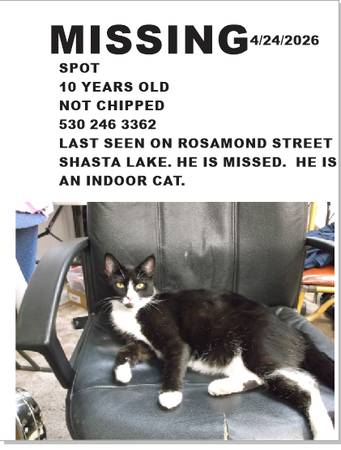 Lost Cat in Shasta Lake