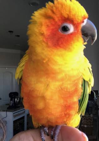 Lost bird