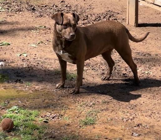 Found dog