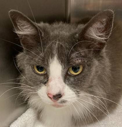 Found cat