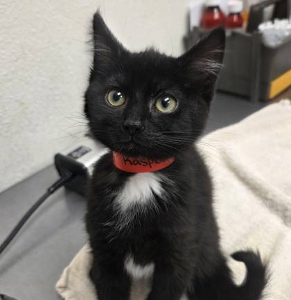 Found cat